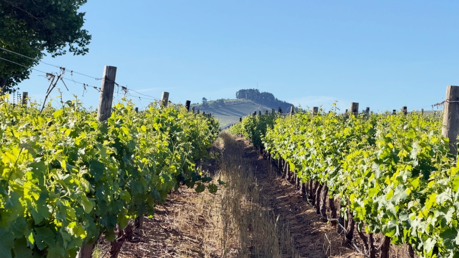 Commercial Property for Sale in Stellenbosch Farms Western Cape